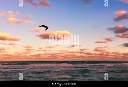 Tropical Sunset on the beach with a bird Stock Photo