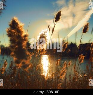 Sunset water and tall grass Stock Photo