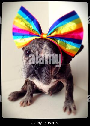 A cute old French bulldog wearing a rainbow bow. Stock Photo