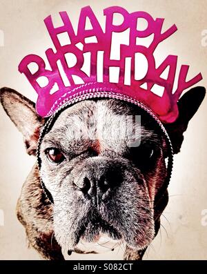 A grumpy french bulldog wearing a happy birthday tiara. Stock Photo