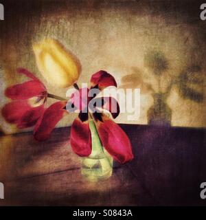 Sunlight shines on small vase of red and yellow tulips casting shadow on the wall Stock Photo