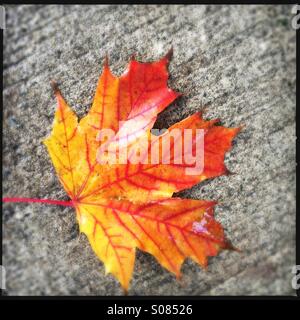 Maple Leaf Stock Photo