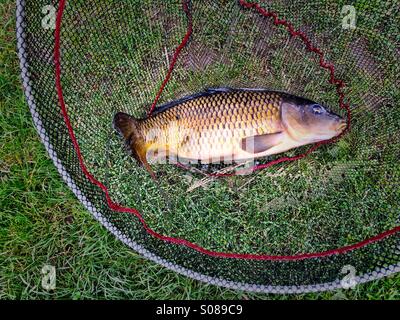 Common carp in landing net hi-res stock photography and images