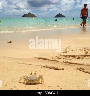 Crab in the sand of Lanikai beach, Oahu, Hawaii, USA Stock Photo