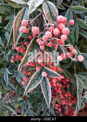 Winter frosted red berries. Stock Photo