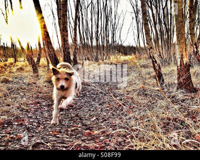 Dog running along tree lined path with sunrise in background Stock Photo