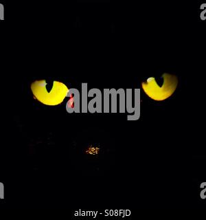 Look out - black cat hunting at night - yellow eyes Stock Photo