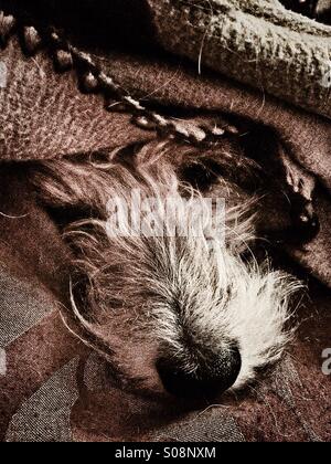 Dog sleeping under cover with muzzle poking out Stock Photo