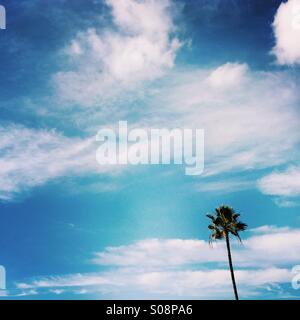 A single Palm tree and clouds Manhattan beach, California USA. Stock Photo