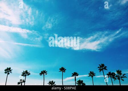 A row of Palm trees and clouds. Manhattan beach, California USA. Stock Photo