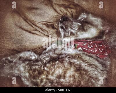 Sam,the lhasa apso-sheltie mixed dog, is found taking a break from the holiday festivities. Stock Photo