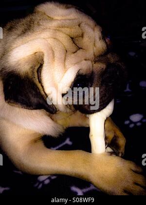 A pug dog chewing a bone Stock Photo