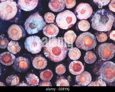 A stack of logs, chopped pine trees on Forestry Commission land in Northumberland, UK. Stock Photo