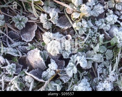 Frosted plants Stock Photo