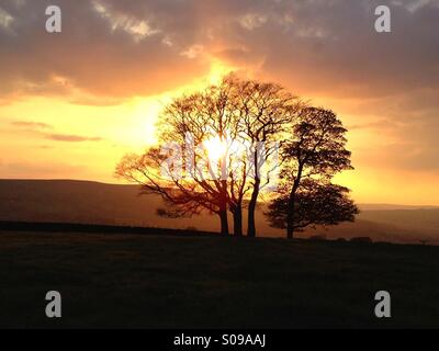 Tree with no leaves silhouetted against the winter sunset Otley Chevin West Yorkshire Stock Photo