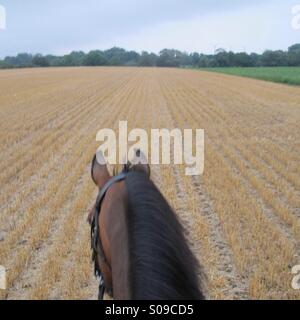Horse riding through a stubble field Stock Photo