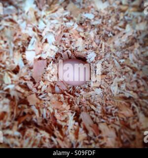 Freshly laid egg in nesting box Stock Photo