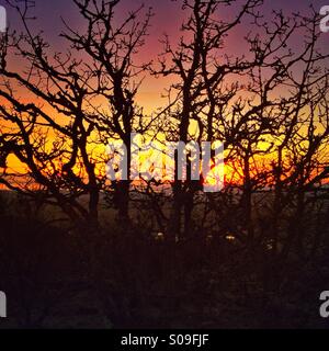 Vibrant sunset seen through trees branches in Victoria BC Canada. Stock Photo