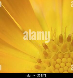 Macro Partial view of a yellow Flower Stock Photo