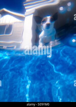 Underwater shot, looking up at dog sitting on swimming pool's edge. Stock Photo