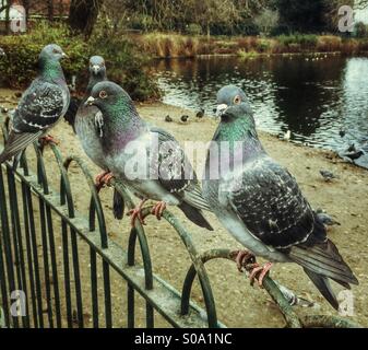 Pigeons sitting on a fence Stock Photo