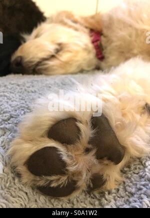 A labradoodle puppy sleeping. Stock Photo