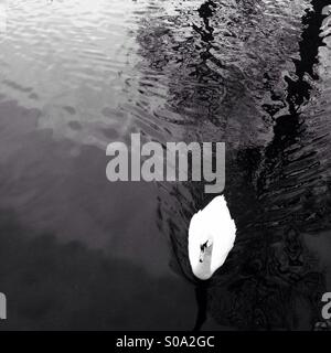Black and white photo of a swan on water Stock Photo