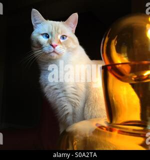 A flame point Siamese white cat with blue eyes sits next to a gold glass decorative bottle Stock Photo