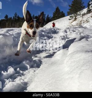 One happy dog flying through the snow towards the camera, as her human in the background is trying to keep up. Stock Photo