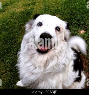 Border collie with blue eyes Stock Photo