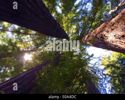 Looking up to the sky in a California Redwood tree forest. Santa Cruz County, California, USA