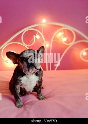 A cute old French bulldog sitting on a pink bed. Stock Photo