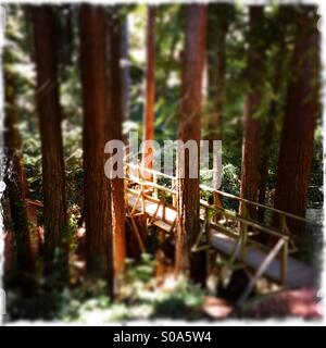 A foot bridge through a California Redwood tree forest. Santa Cruz County, California, USA Stock Photo