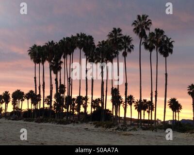 Palm trees silhouetted against sunset in Santa Barbara, California Stock Photo