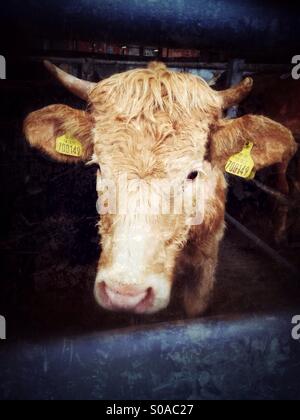 Cow for sale. Melton Mowbray cattle market, Leicestershire, England. Stock Photo