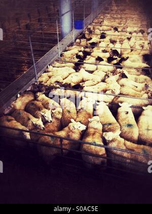 Sheep pens at Melton Mowbray cattle market, Leicestershire, England. Stock Photo