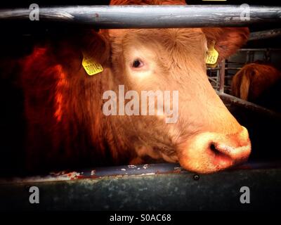 Cow for sale. Melton Mowbray cattle market, Leicestershire, England. Stock Photo