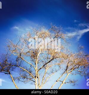 A tree and branches with no leaves on it. Stock Photo