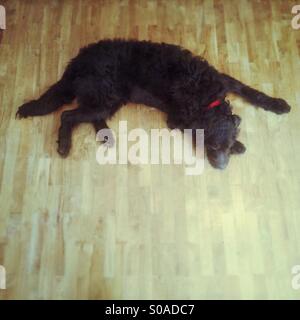 Chocolate coloured labradoodle dog sleeping on a wooden floor Stock Photo