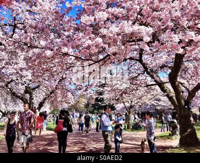 Cherry trees in full bloom in the quad of university of Washington Stock Photo