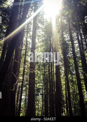 Sun rays shining through thick evergreen forest. Stock Photo