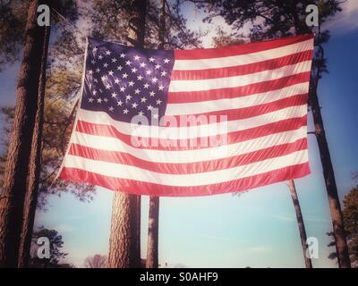 A large American flag tied overhead to pine trees Stock Photo