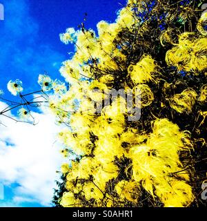 Furry fluffy flowers and a blue winters sky Stock Photo