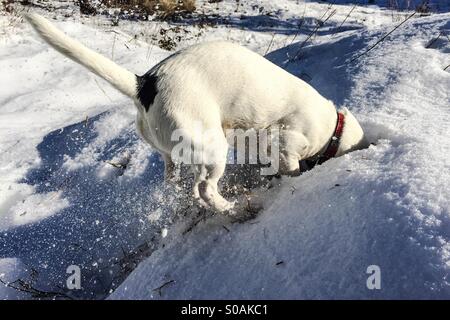 Dog digging; her head buried in the snow and dirt and snow flying in the air. Stock Photo