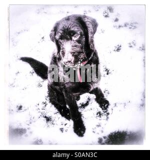 Labradoodle puppy dog on the snow Stock Photo