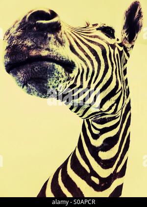 Zebra's head Stock Photo