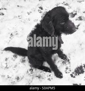 Labradoodle dog sitting down in the snow Stock Photo