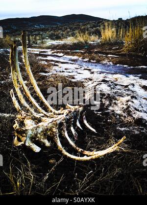 Deer carcass at the side of a dirt road in the winter. Stock Photo