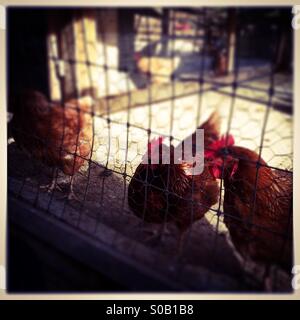 Hens in a pen. Stock Photo