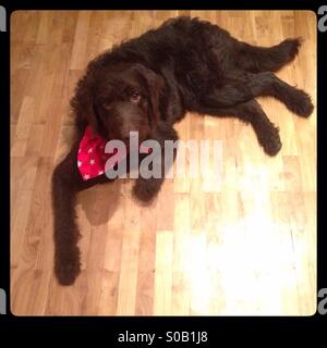Chocolate brown labradoodle puppy dog Stock Photo